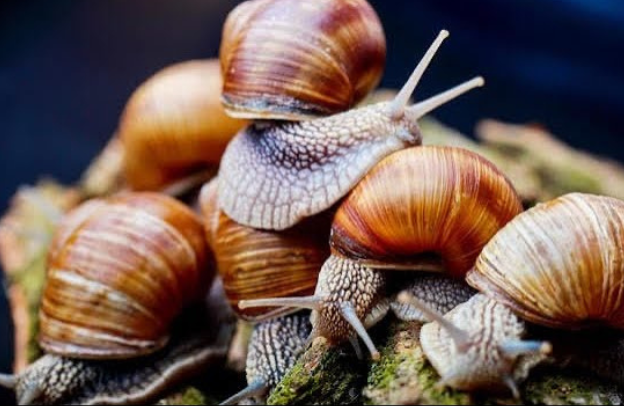 Analysis Of Margins, Channels And Constraints To Snail Marketing In Obio-Akpor Local Government Area, Rivers State, Nigeria – Research Paper